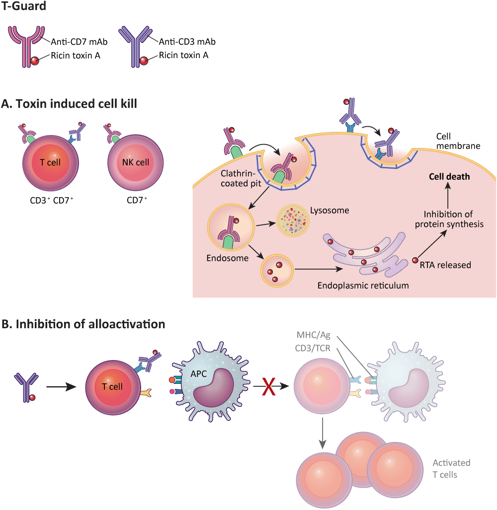 Cd3 Mature T Cells